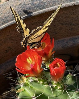 Swallowtail butterfly perched on red cactus flowers with green spines
