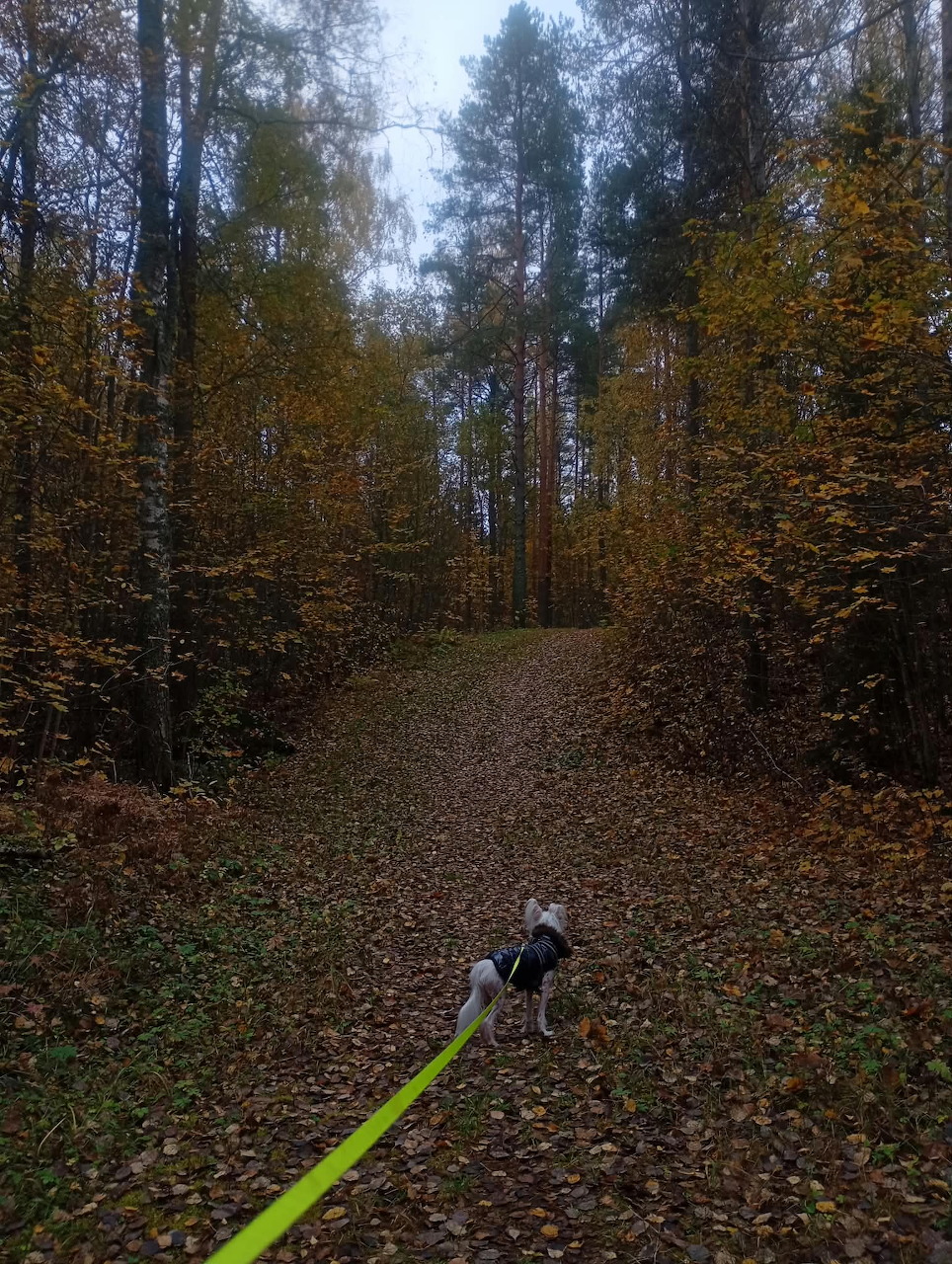Small dog on a bright leash walking along a leaf-covered autumn forest path.