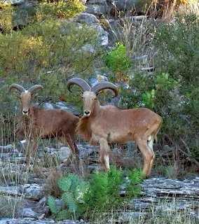 Two Barbary sheep with curved horns standing together in natural habitat with vegetation