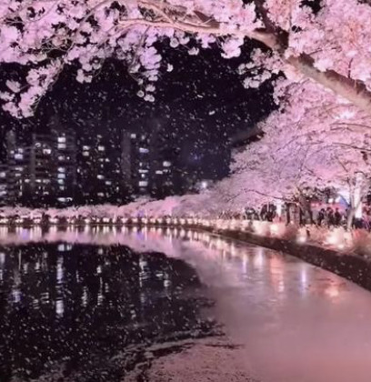 Cherry blossom trees glowing pink at night over a calm river with city buildings reflected in the water