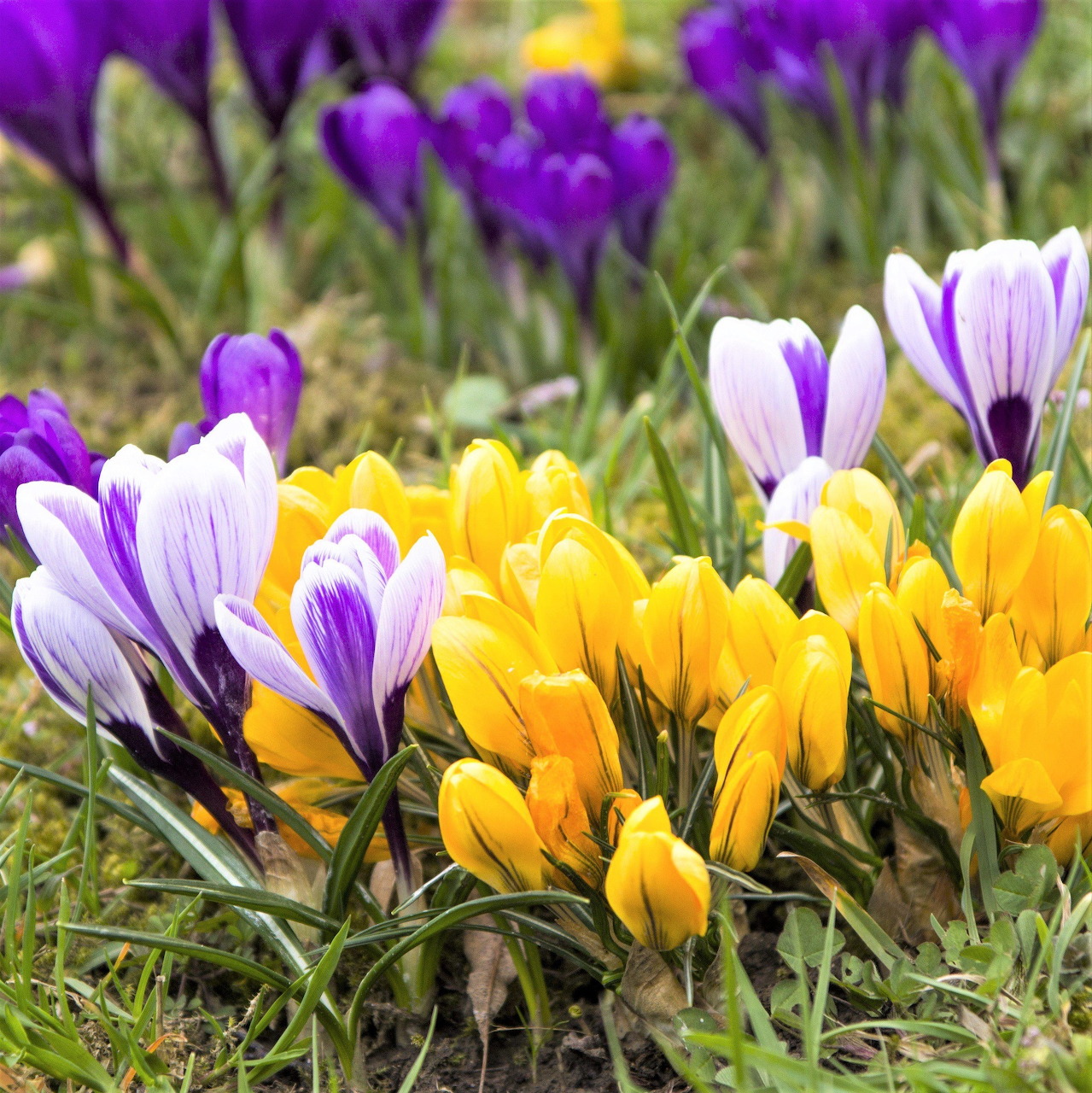 Purple and Yellow Crocus Flowers