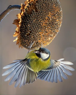Great Tit on Sunflower