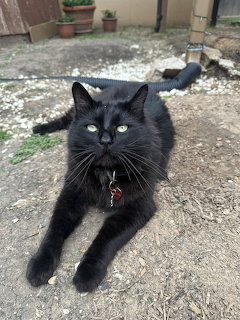 Black Cat with Blue Eyes