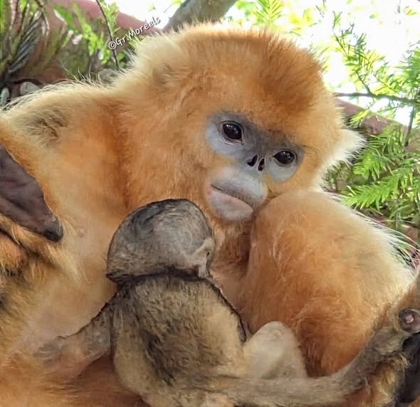 Mother Monkey Cuddling