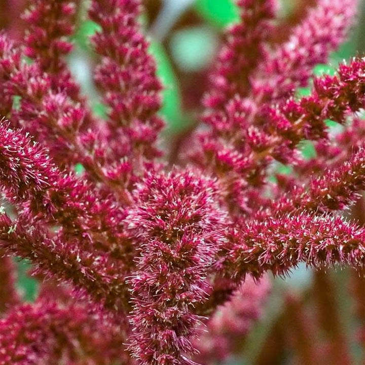 Close-up of pink amaranth flowers with feathery texture against blurred green background