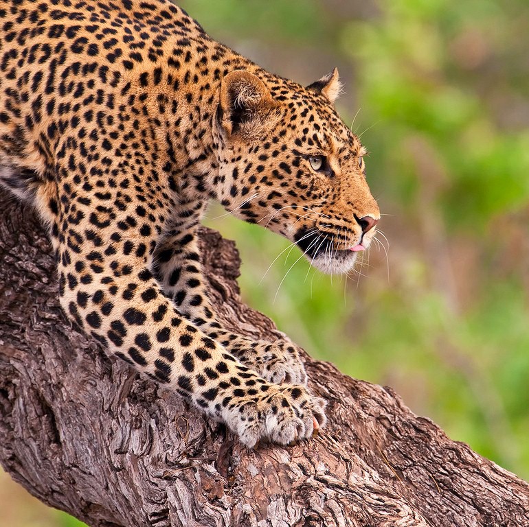 Leopard with spotted coat lying on dark tree branch in natural habitat