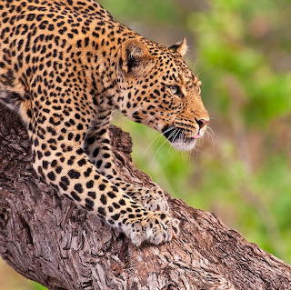 Leopard on Tree Branch