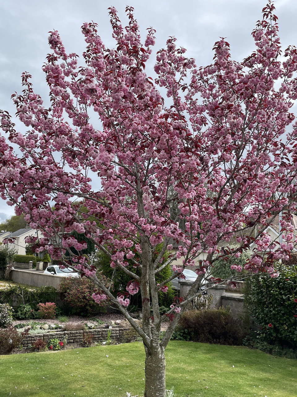 Pink cherry blossoms blooming on a thin branch with soft background