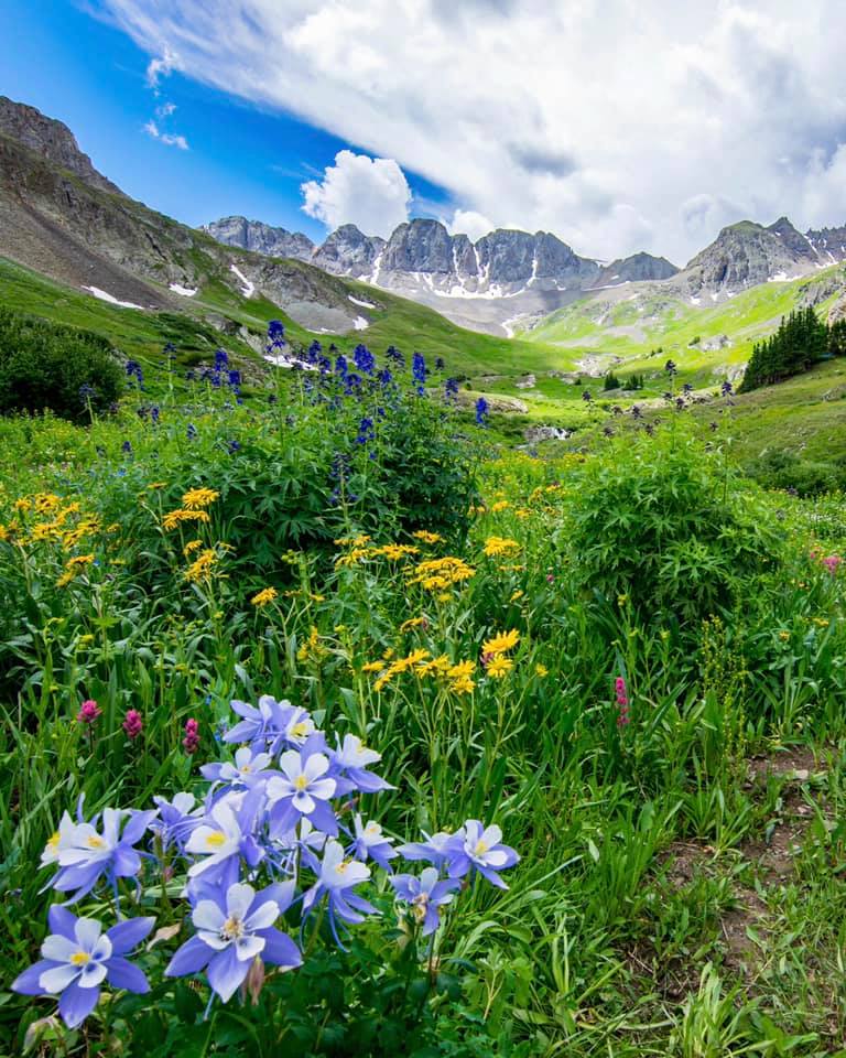 Purple and yellow wildflowers in a green mountain meadow beneath rocky peaks and a blue sky