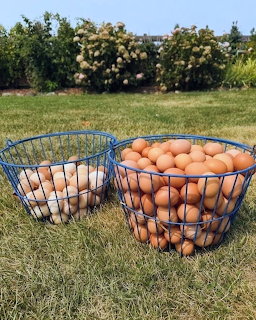 Two wire baskets full of brown eggs on green grass with trees and blue sky in background