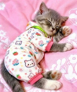 Small gray kitten sleeping on pink blanket wearing white pajamas with colorful prints