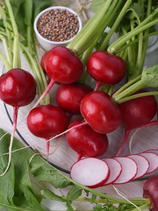 Fresh red radishes with green tops and sliced radish pieces on a cloth