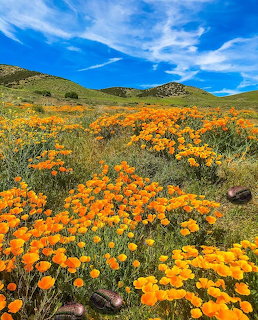 Field of bright orange California poppies on green hillside under blue sky with white clouds
