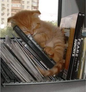 Orange tabby kitten sleeping on a shelf among books and magazines near a window