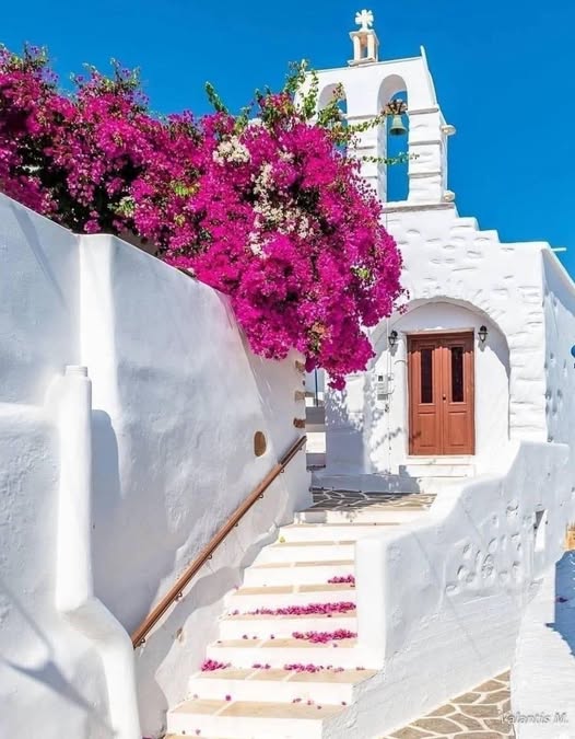 Greek Church Bougainvillea