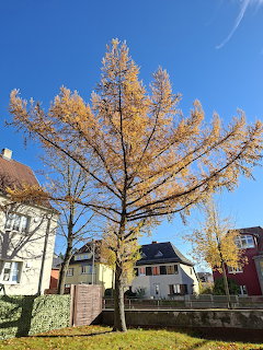 Tall larch tree with golden yellow autumn needles in a residential area under blue sky