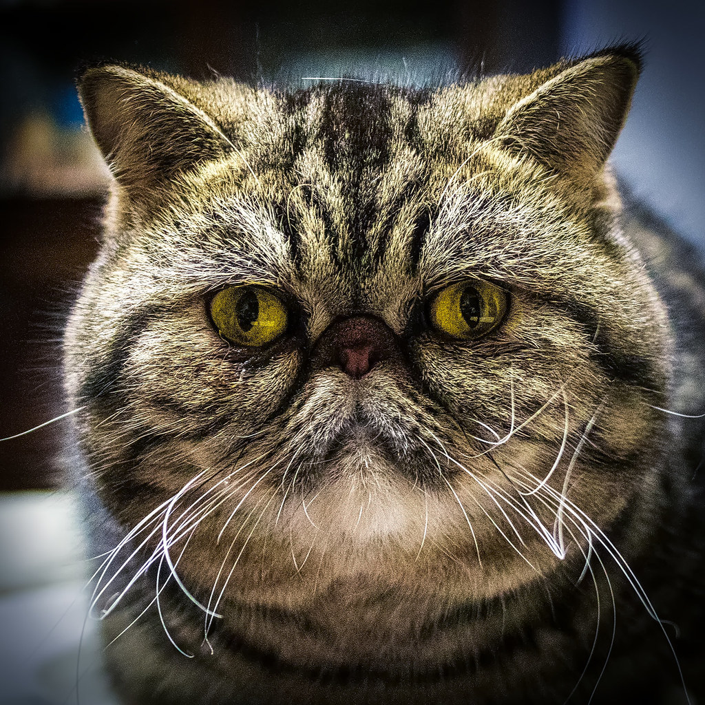 Miu Tabby Kitten Portrait
