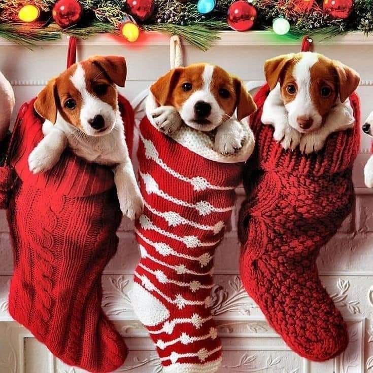 Three Jack Russell Terrier puppies sitting inside red and white knitted Christmas stockings on a fireplace mantel