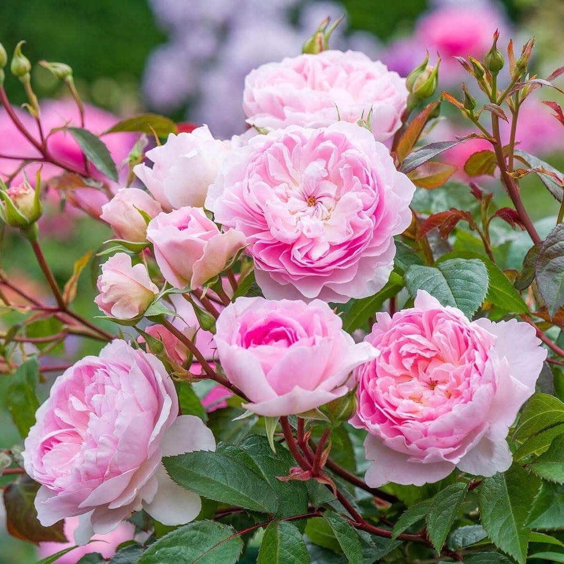 Cluster of delicate pink roses with multiple blooms and buds surrounded by green leaves in a garden setting