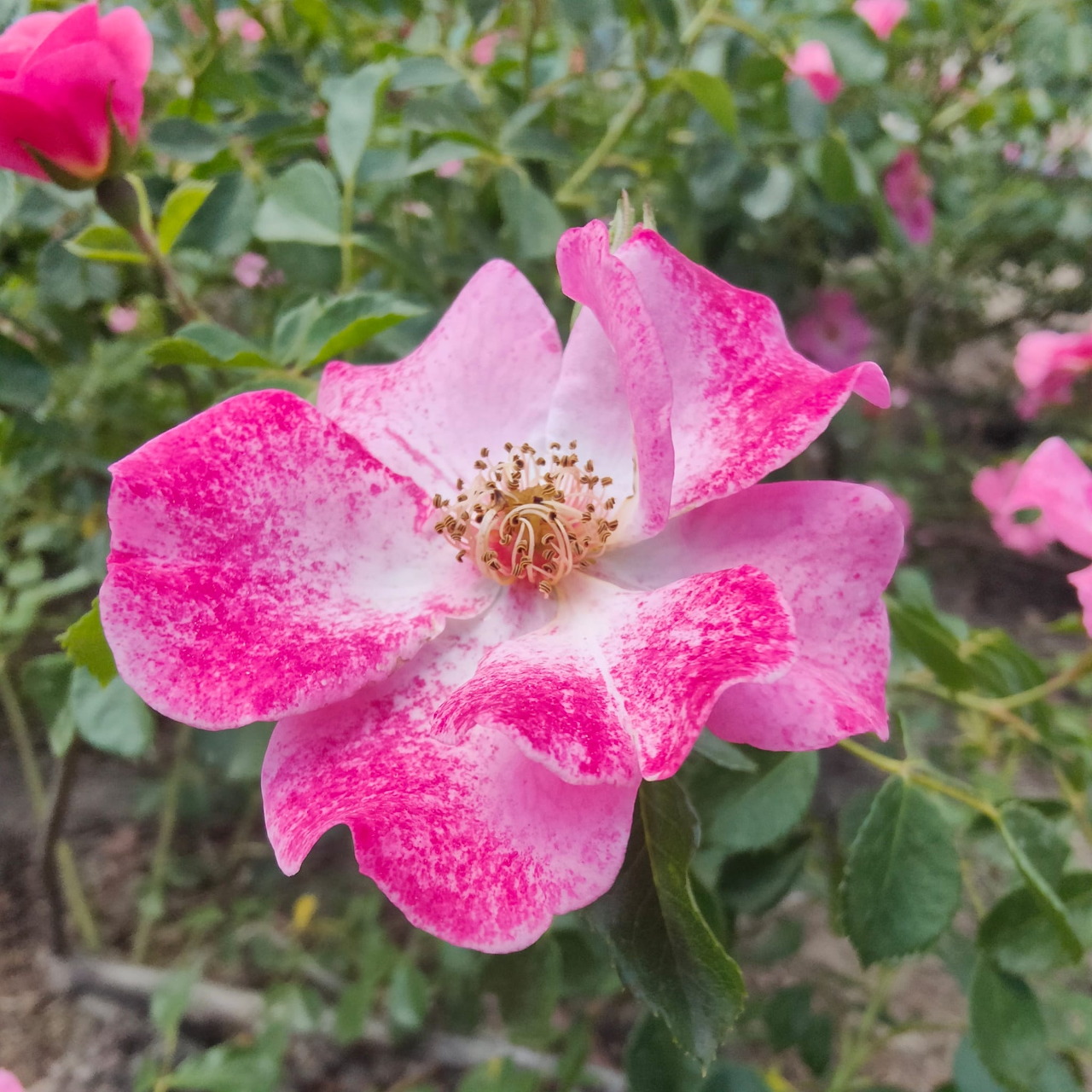 Close-up of a pink rose blossom on a bush with green leaves and blurred flowers behind it.
