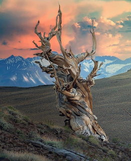 Great Basin Bristlecone Pine