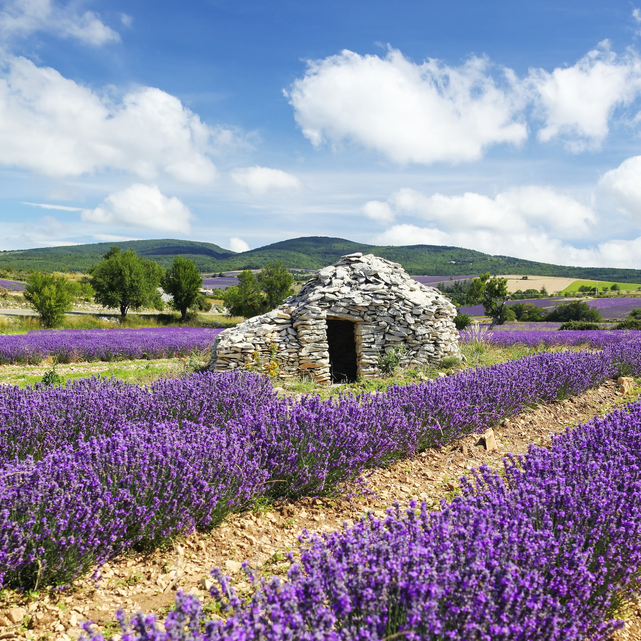 Lavender Field Stone Hut France