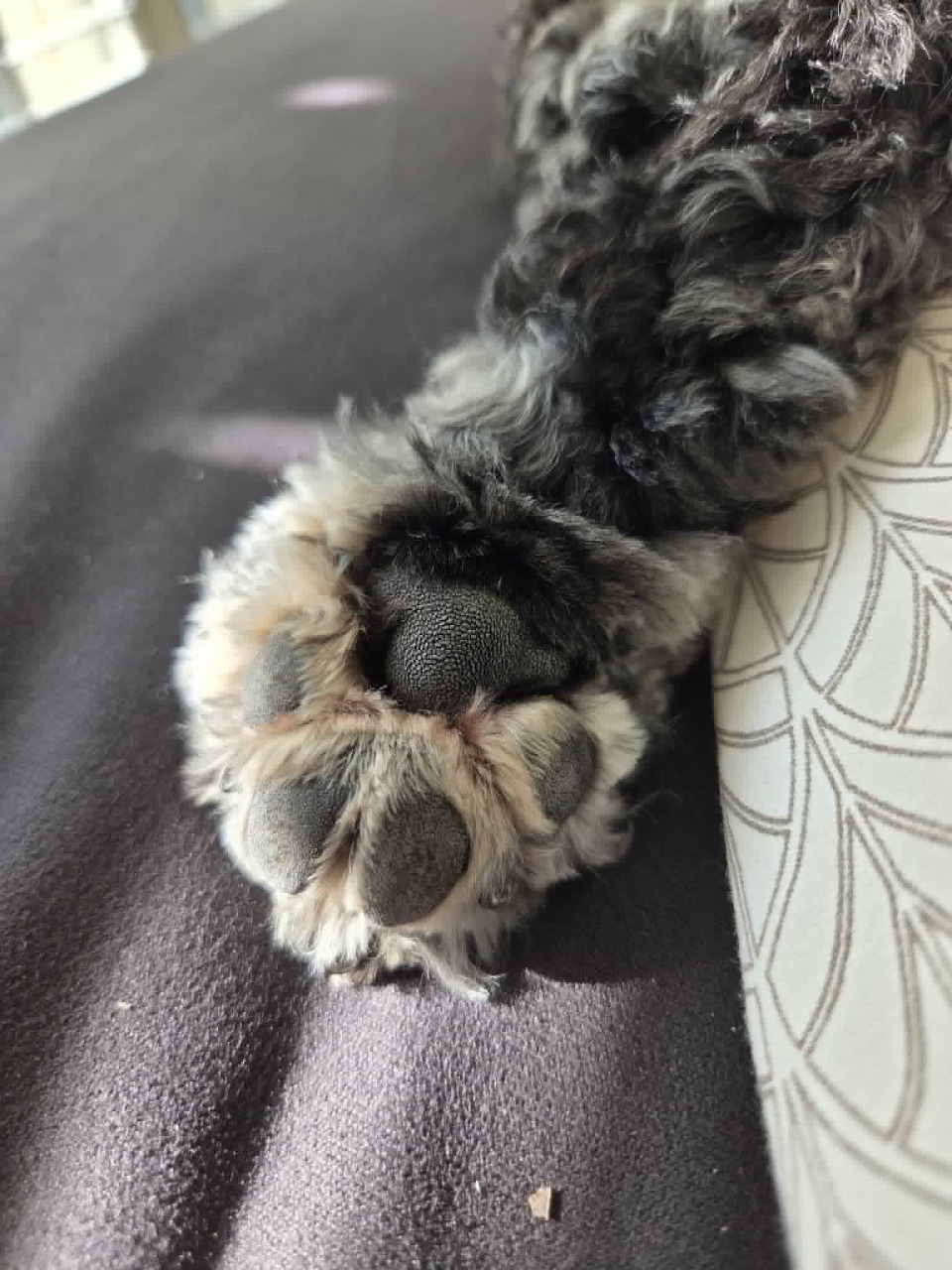 Close-up of a cat's paw pads with pink toe beans