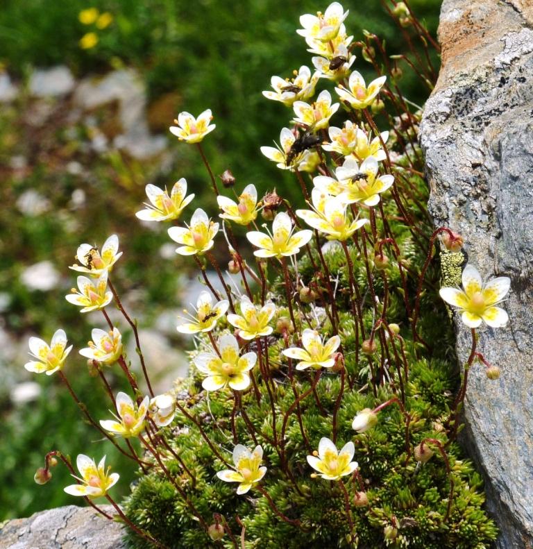 Saxifraga bryoides Alpine Flowers
