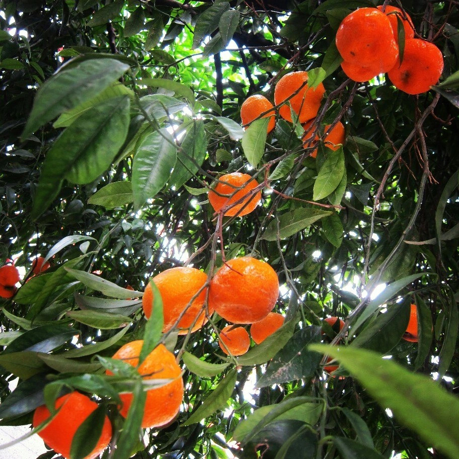 Ripe oranges hanging on a tree among dense green leaves