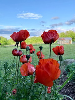 Red Poppies in Bloom