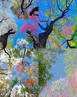 Colorful spring tree branches with pink and white blossoms viewed from below against blue sky
