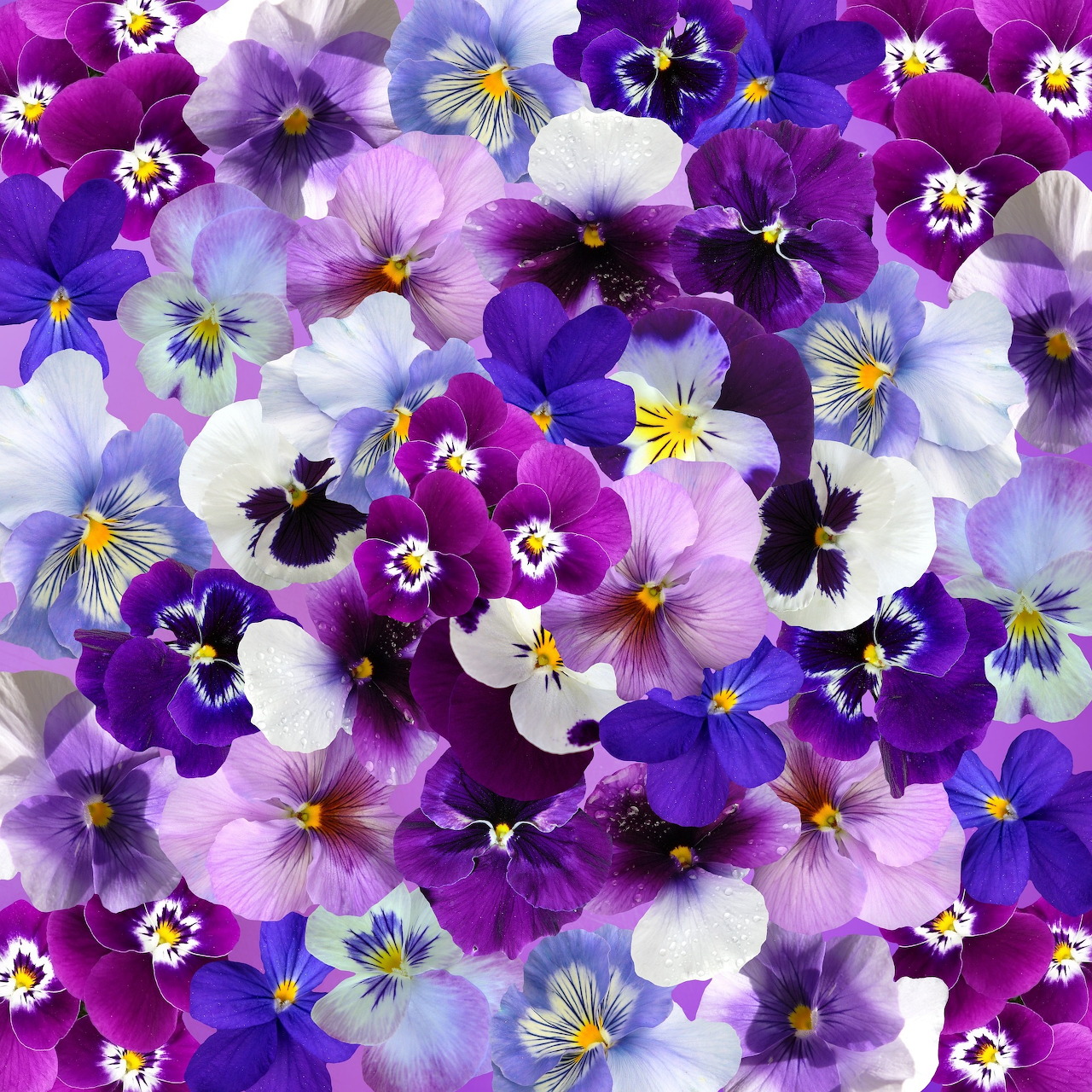 Dense collection of purple, lavender and white pansy flowers with yellow centers