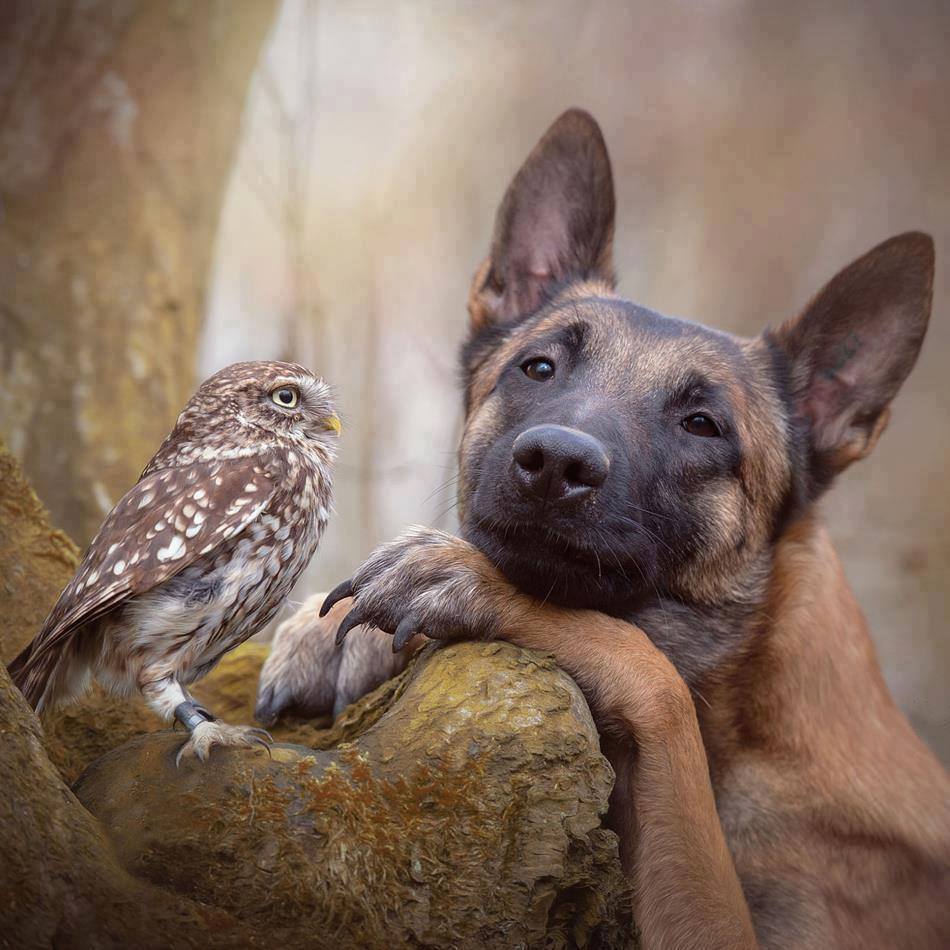 Brown dog with paw next to small spotted owl on rock