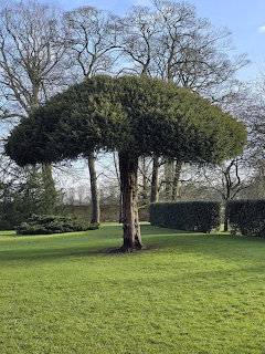 Large topiary yew tree with flat umbrella-shaped canopy on green lawn in formal garden