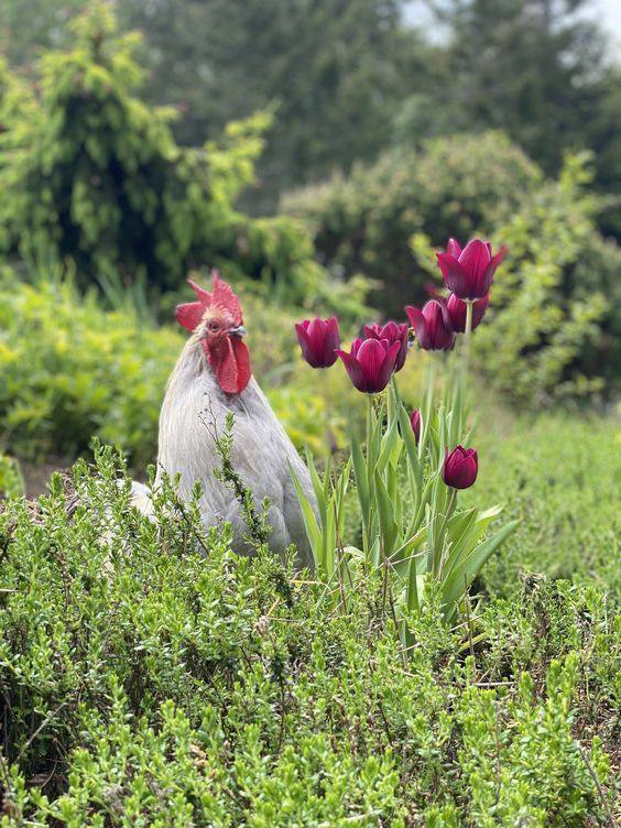 White rooster in a green garden next to pink tulips
