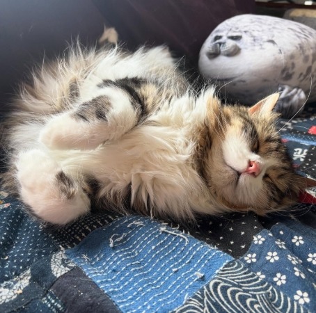 Fluffy long-haired cat lying upside down on blue patterned fabric showing belly and paws