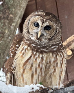 Bared Owl in Winter