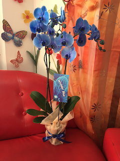 Potted blue orchid on a red chair with orange curtains and butterfly wall decor