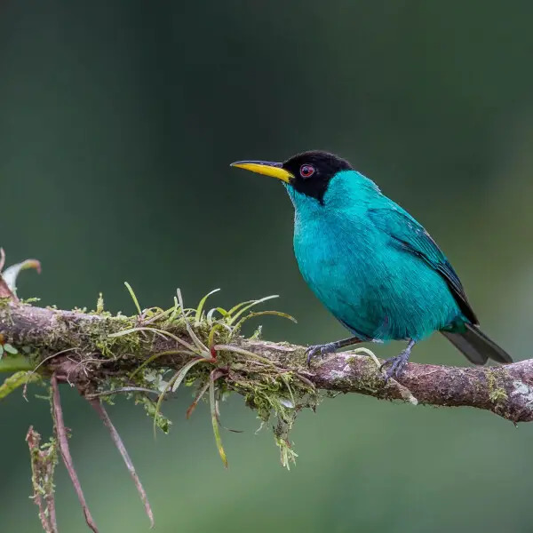 Green Honeycreeper Bird
