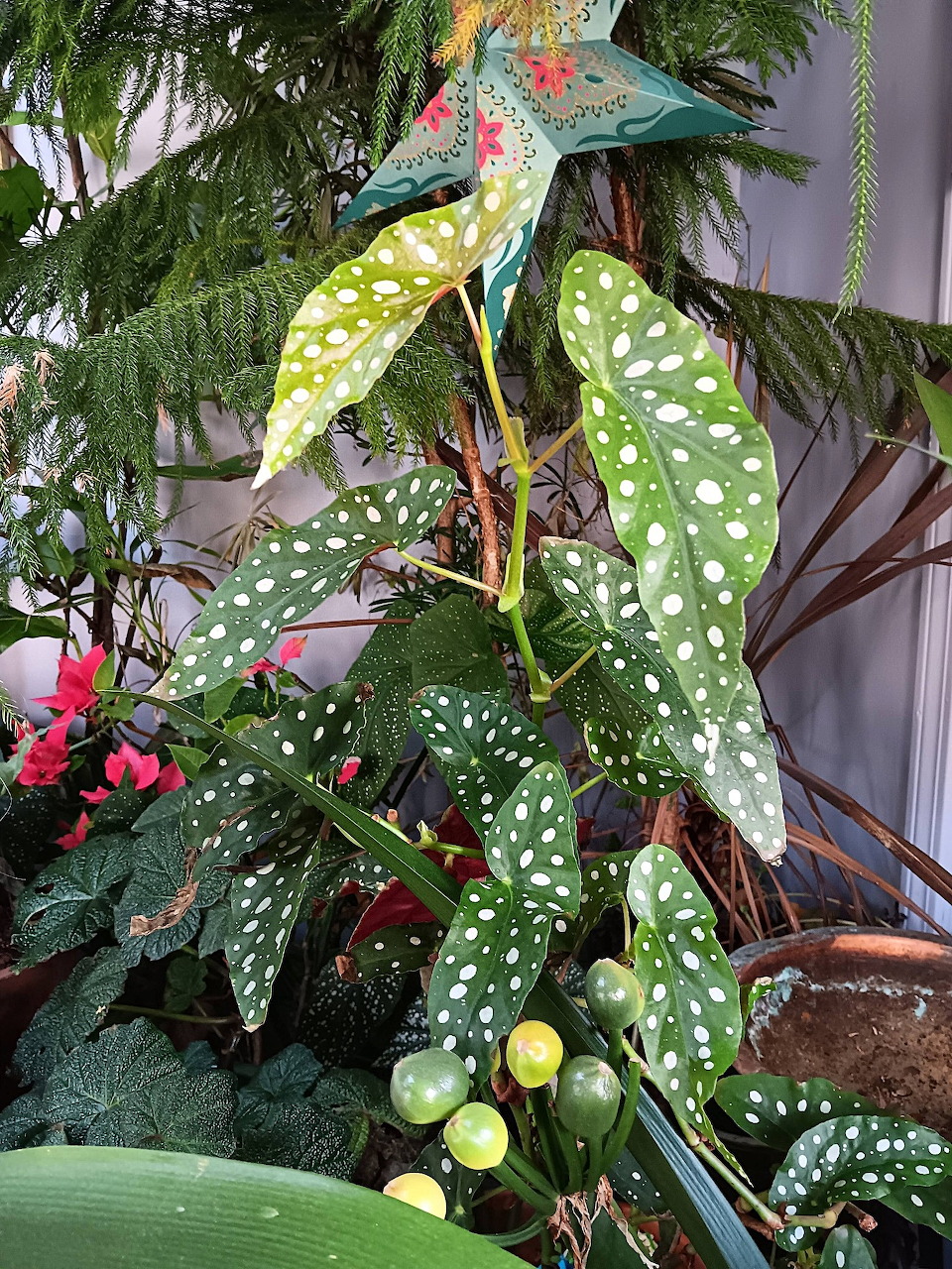 Spotted Begonia Houseplants