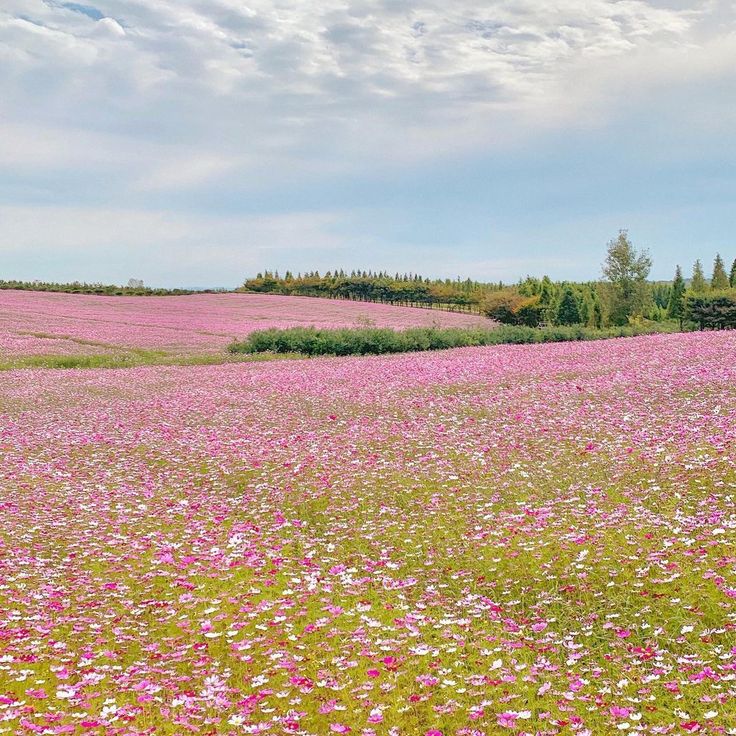 Pink wildflower field on rolling hills under a cloudy sky