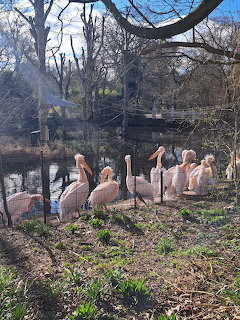 Pale pelicans gathered beside a pond in a leafless park setting