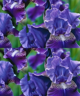 Close-up of purple and blue bearded iris flowers with ruffled petals and white-striped falls
