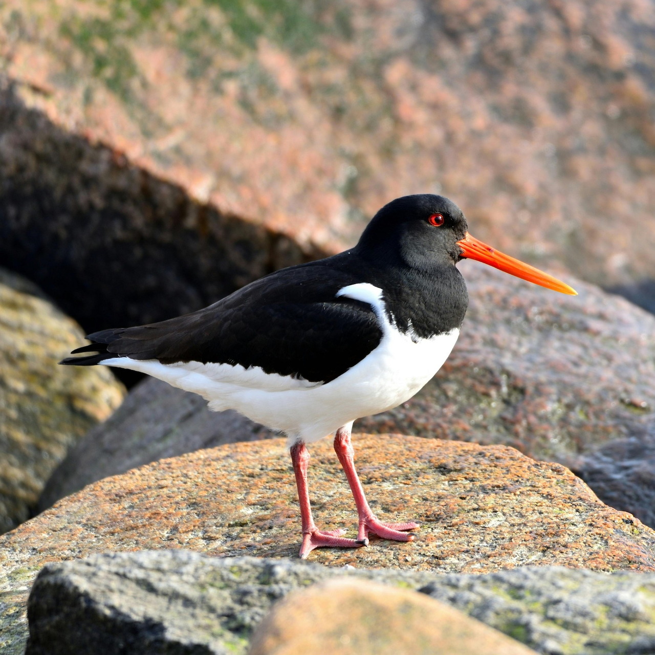 Black and white oystercatcher standing on a rock by the shore