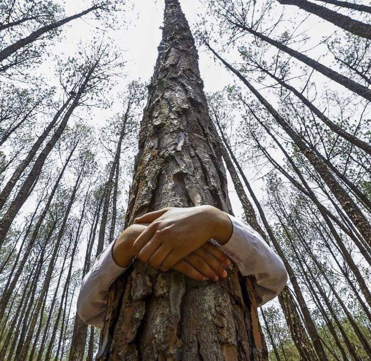 Arms hugging a tall tree trunk in a forest, photographed from a low angle