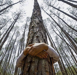 Hugging Forest Tree