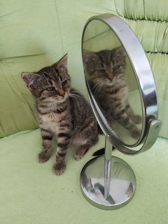 Kitten with Mirror Reflection