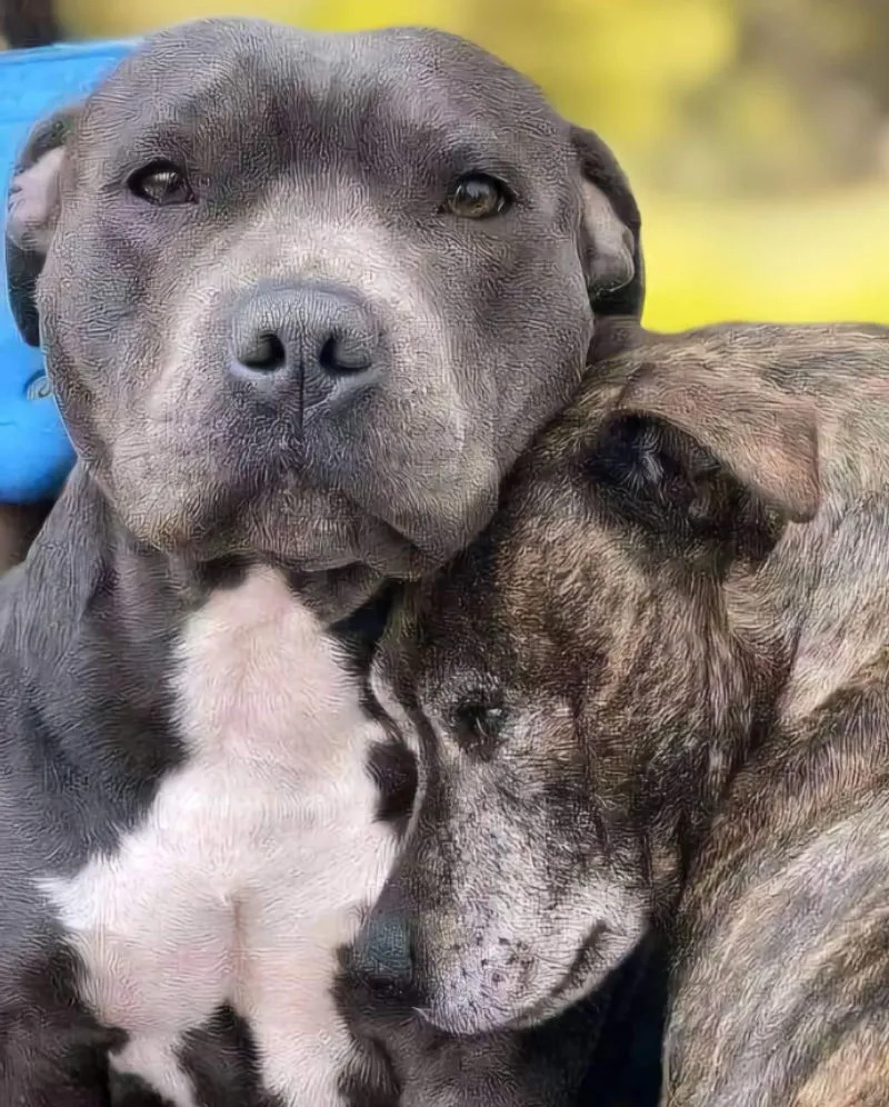 Two dogs cuddling closely with their heads resting together
