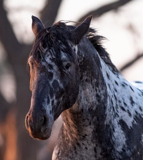 Close-up of a spotted appaloosa horse with a dark mane outdoors
