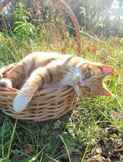 Ginger cat lying in wicker basket on grass outdoors
